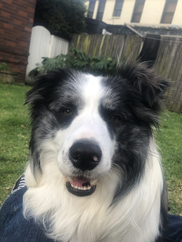 Bouza, a blue merle border collie, resting in the grass.