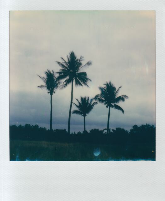 polaroid: four coconut palms silhouetted against a dusk sky