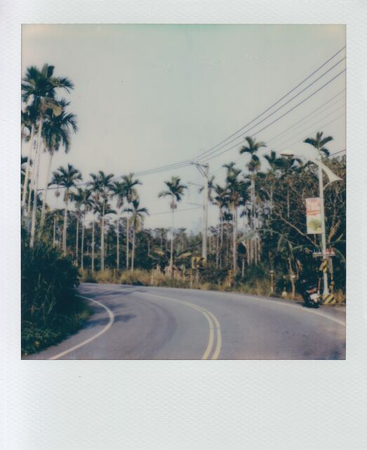 polaroid: a road curving between betel palms and power lines