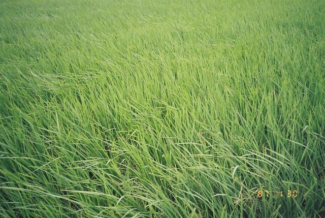 wind-combed green rice field filling the whole frame