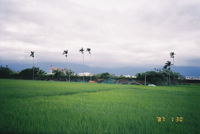 rice paddy with betel palms under an overcast sky, film datestamp 87 1 30
