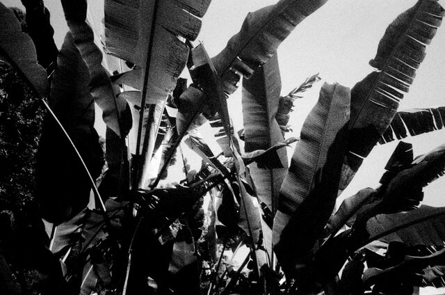 banana leaves crowding out the sky
